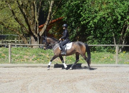 Andaluces, Yegua, 4 años, 158 cm, Castaño oscuro