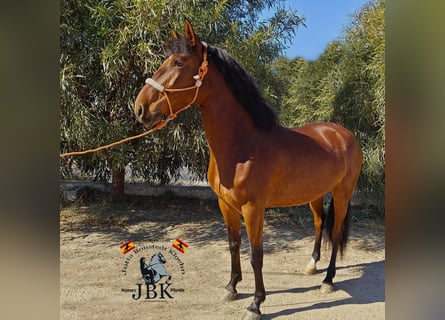 Andaluces, Yegua, 4 años, 159 cm, Castaño