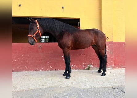 Andaluces, Yegua, 4 años, 164 cm, Castaño