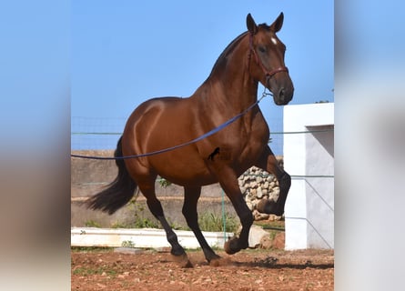 Andaluces, Yegua, 4 años, 170 cm, Castaño