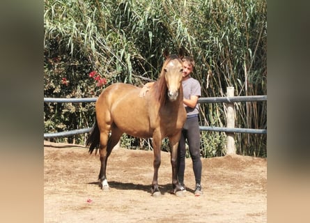 Andaluces, Yegua, 5 años, 145 cm, Buckskin/Bayo