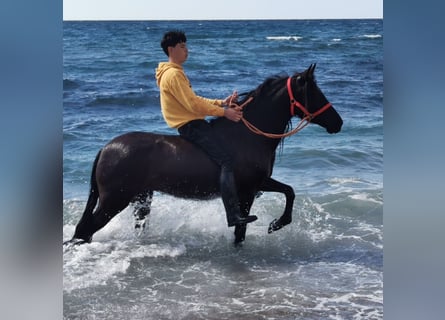 Andaluces, Yegua, 5 años, 145 cm, Negro