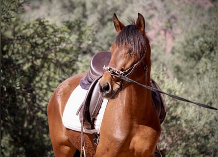 Andaluces Mestizo, Yegua, 5 años, 155 cm, Castaño