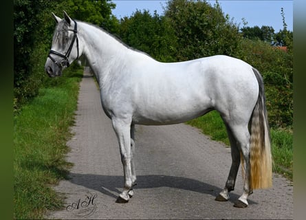 Andaluces, Yegua, 5 años, 156 cm, Tordo