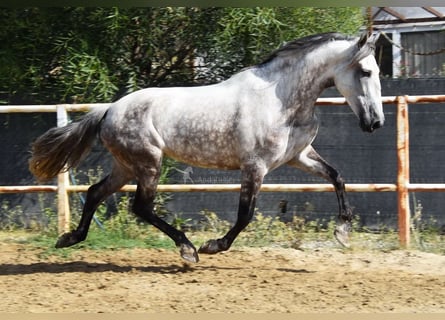 Andaluces, Yegua, 5 años, 157 cm, Tordo
