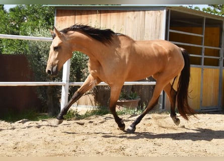 Andaluces, Yegua, 5 años, 159 cm, Bayo