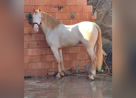 Andaluces, Yegua, 5 años, 159 cm, Perlino