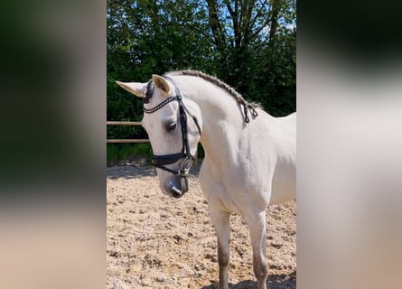 Andaluces, Yegua, 5 años, 160 cm, Tordo