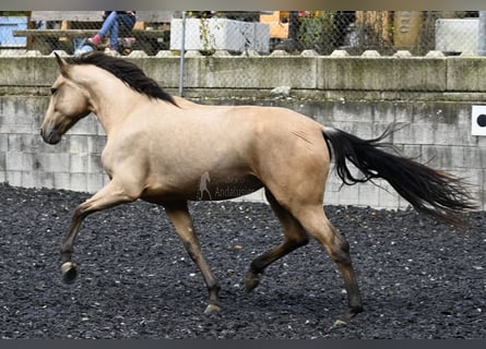 Andaluces, Yegua, 5 años, 161 cm, Bayo