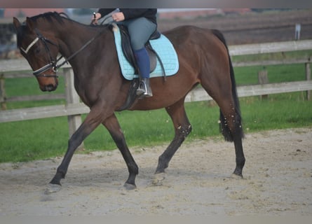 Andaluces, Yegua, 5 años, 162 cm, Castaño