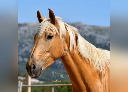 Andaluces, Yegua, 5 años, 163 cm, Palomino