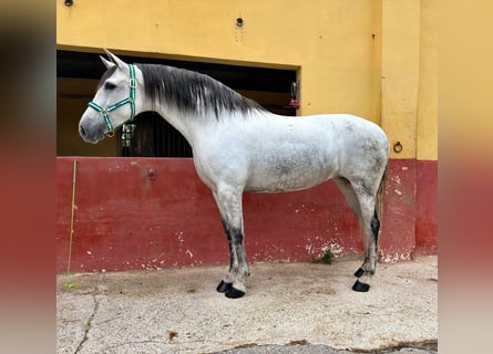 Andaluces, Yegua, 5 años, 163 cm, Tordo