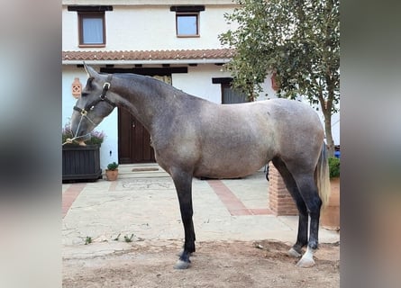 Andaluces, Yegua, 5 años, 165 cm, Tordo