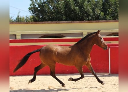 Andaluces, Yegua, 5 años, Castaño rojizo