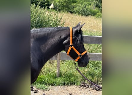 Andaluces Mestizo, Yegua, 6 años, 148 cm, Negro