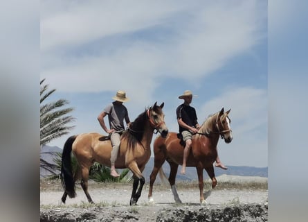 Andaluces, Yegua, 6 años, 153 cm, Bayo