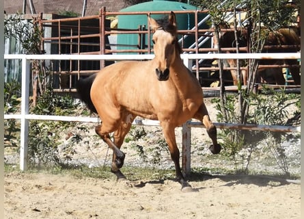 Andaluces, Yegua, 6 años, 161 cm, Bayo