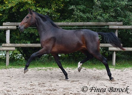Andaluces, Yegua, 6 años, 163 cm, Morcillo