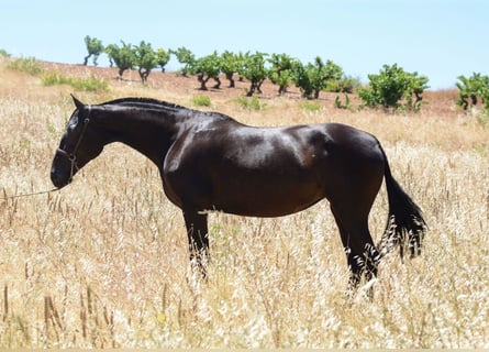 Andaluces, Yegua, 6 años, 163 cm, Negro