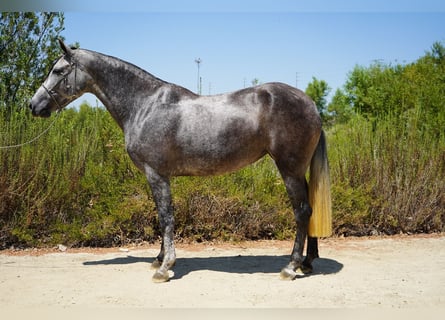 Andaluces, Yegua, 6 años, 163 cm, Tordo