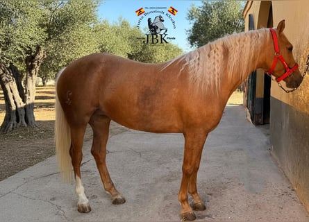 Andaluces, Yegua, 6 años, 164 cm, Palomino