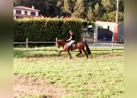Andaluces, Yegua, 6 años, 169 cm, Castaño