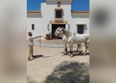 Andaluces, Yegua, 6 años, Tordo