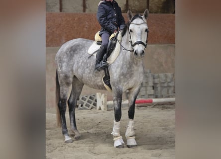 Andaluces, Yegua, 6 años, Tordo