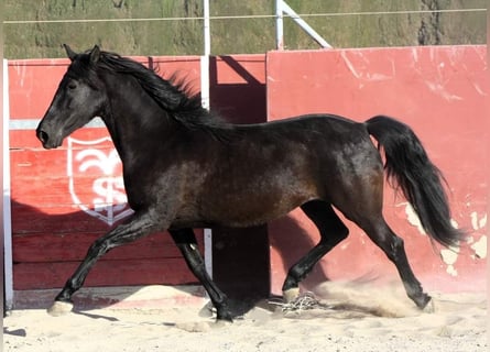 Andaluces, Yegua, 7 años, 157 cm, Negro