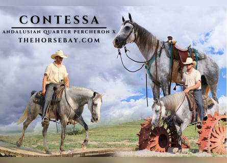 Andaluces Mestizo, Yegua, 7 años, 157 cm, Tordo rodado