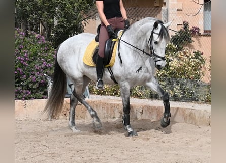 Andaluces, Yegua, 7 años, 165 cm, Tordo