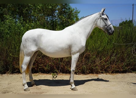 Andaluces, Yegua, 8 años, 152 cm, White/Blanco