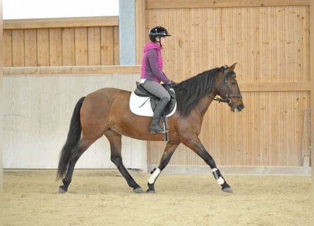 Andaluces, Yegua, 8 años, 155 cm, Castaño