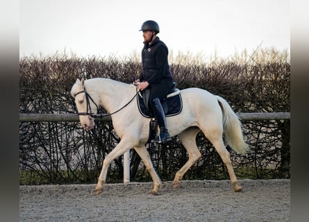 Andaluces, Yegua, 9 años, 160 cm, Champán