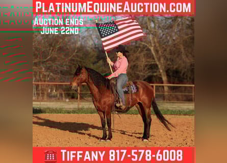 Andalusian, Gelding, 10 years, 14,2 hh, Bay