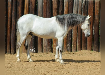 Andalusian, Gelding, 10 years, 14,2 hh, Grey