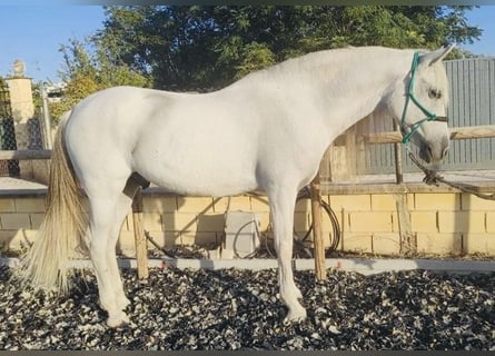 Andalusian, Gelding, 10 years, 15.2 hh, Gray