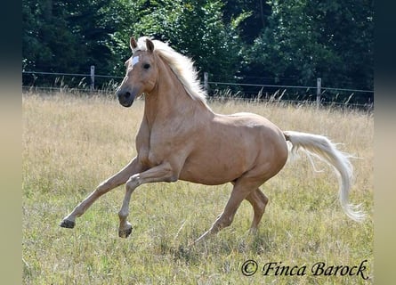 Andalusian, Gelding, 10 years, 15,1 hh, Palomino