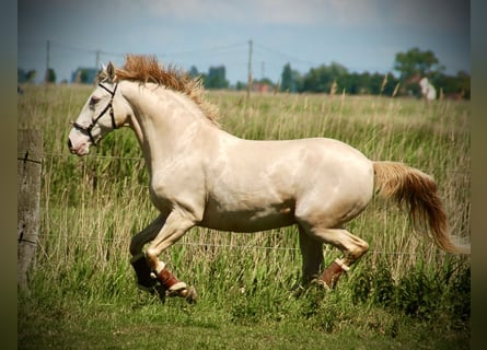 Andalusian Mix, Gelding, 10 years, 15,1 hh, Perlino