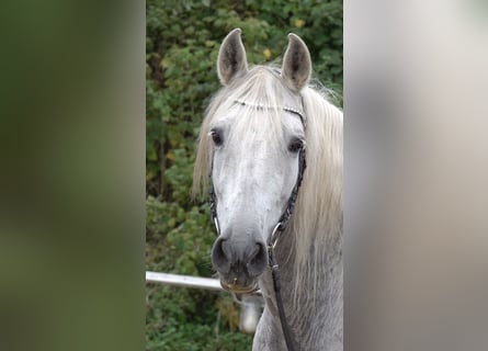 Andalusian Mix, Gelding, 10 years, 15,2 hh, Grey-Dapple