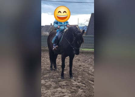 Andalusian, Gelding, 10 years