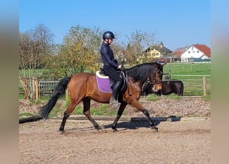 Andalusian Mix, Gelding, 11 years, 14,2 hh, Brown