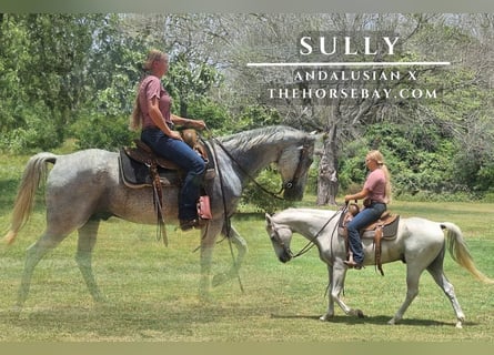 Andalusian, Gelding, 11 years, 15.2 hh, Gray