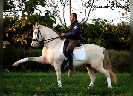 Andalusian, Gelding, 11 years, 15.2 hh, Perlino