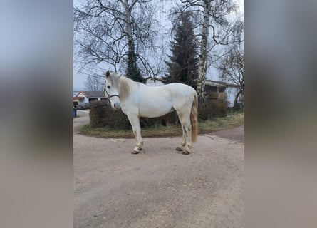 Andalusian Mix, Gelding, 11 years, 15,3 hh, Gray-Dapple