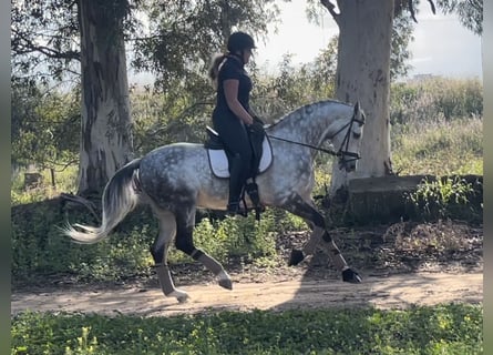 Andalusian, Gelding, 11 years, 15.3 hh, Gray