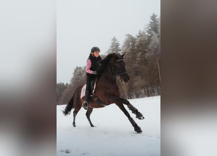 Andalusian, Gelding, 11 years, 15.3 hh, Smoky-Black
