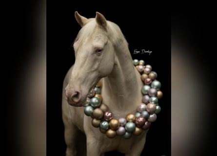 Andalusian, Gelding, 11 years, 15 hh, Cremello