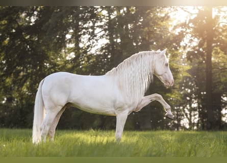 Andalusian, Gelding, 11 years, 15,1 hh, Cremello