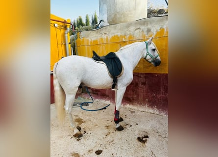 Andalusian, Gelding, 11 years, 15,2 hh, White